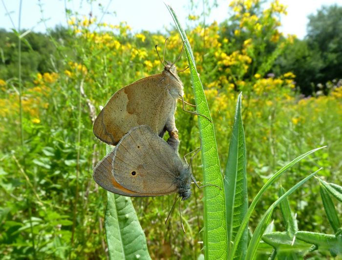 Quante specie in meno di 3 ore!!